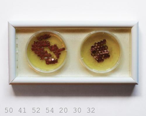 Petri Dish Framed 2