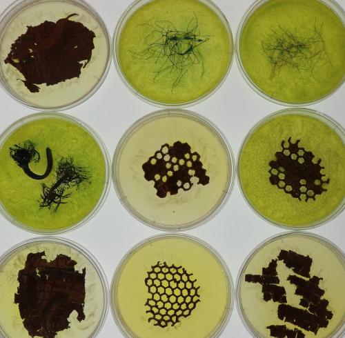 Petri Dishes 1